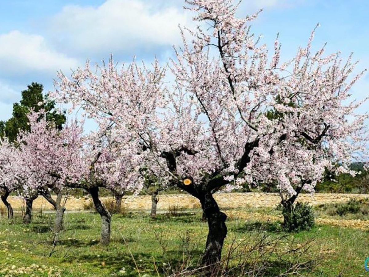 amandelbloesem-pjg7tx7a4gn9jktvymjcn4y6pcdb93scbw8wud3t6w-Groot