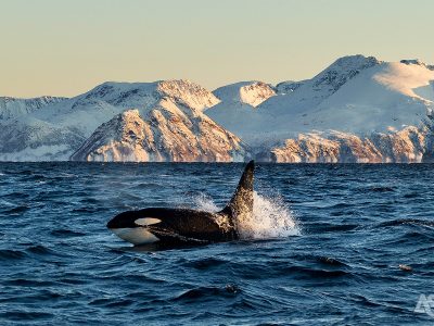 noorwegen-op-zoek-naar-het-noorderlicht-walvissafari-orka1