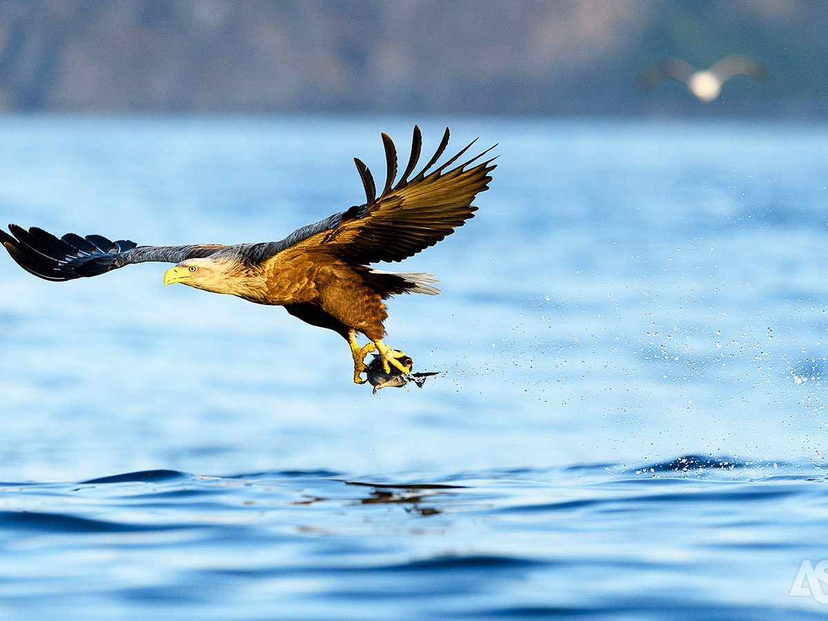 noorwegen-op-zoek-naar-het-noorderlicht-zeearend